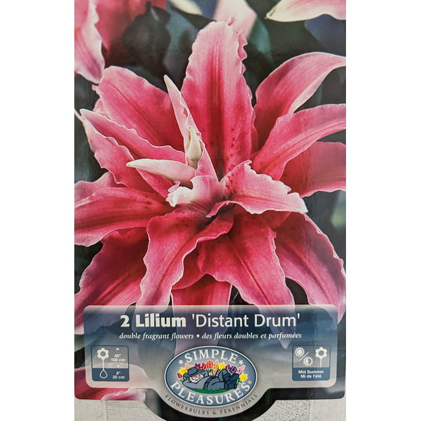 Lilium Roselily Double Oriental Lily Perennial Resistant Fragrance Beauty Bonsai